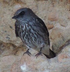 Phedina borbonica