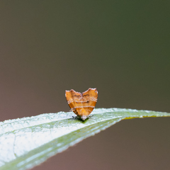 Choreutis achyrodes