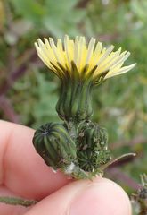 Sonchus oleraceus