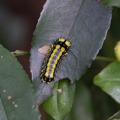 Pidorus