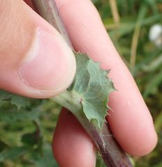 Sonchus oleraceus