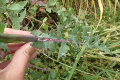 Sonchus oleraceus