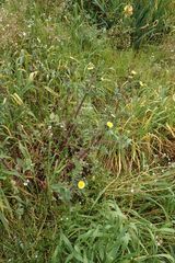 Sonchus oleraceus