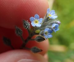Myosotis arvensis