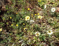 Osteospermum monstrosum