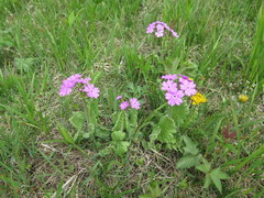 Primula sieboldii