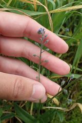Myosotis arvensis