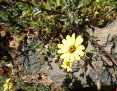 Osteospermum monstrosum