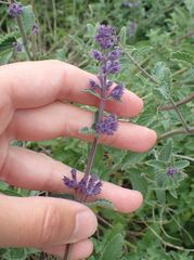 Nepeta