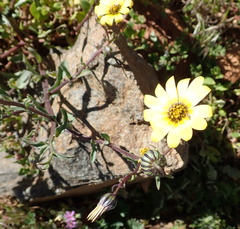Osteospermum monstrosum