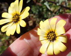 Osteospermum monstrosum