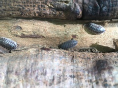 Porcellio scaber