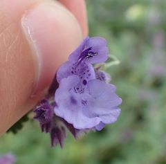 Nepeta