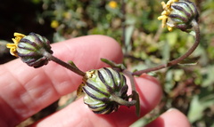 Osteospermum monstrosum