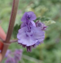 Nepeta