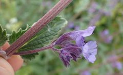 Nepeta