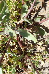 Osteospermum monstrosum