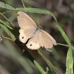 Hypocysta pseudirius