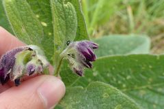 Symphytum officinale