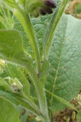 Symphytum officinale