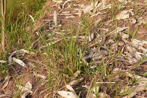 Cogon Grass