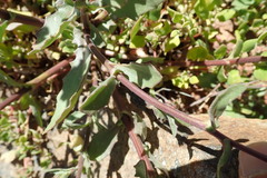 Osteospermum monstrosum