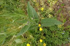 Symphytum officinale