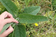 Symphytum officinale