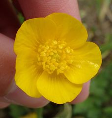 Ranunculus repens