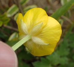 Ranunculus repens