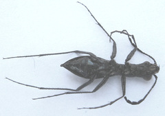 Dromica limpopoiana