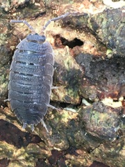 Porcellio scaber