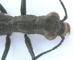 Dromica limpopoiana