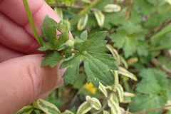 Ranunculus repens