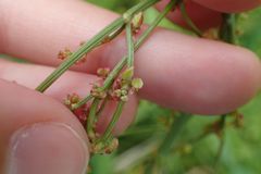 Rumex acetosa