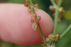 Rumex acetosa