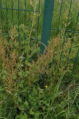 Rumex acetosa