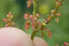 Rumex acetosa