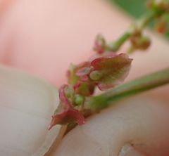 Rumex acetosa
