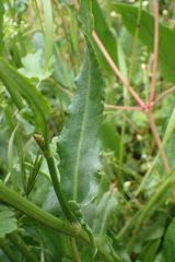 Rumex acetosa