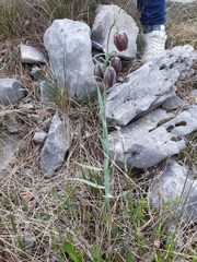 Fritillaria montana