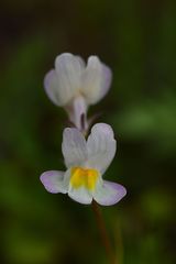 Linaria repens
