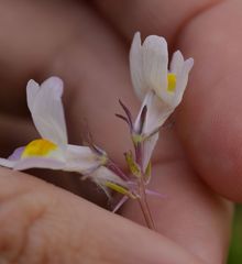 Linaria repens