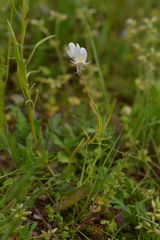 Linaria repens