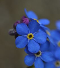 Myosotis sylvatica