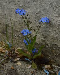 Myosotis sylvatica