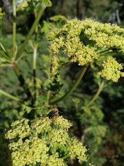 Colletes dimidiatus
