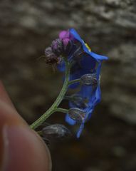 Myosotis sylvatica