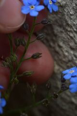 Myosotis sylvatica