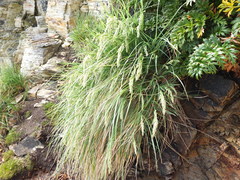 Poa foliosa